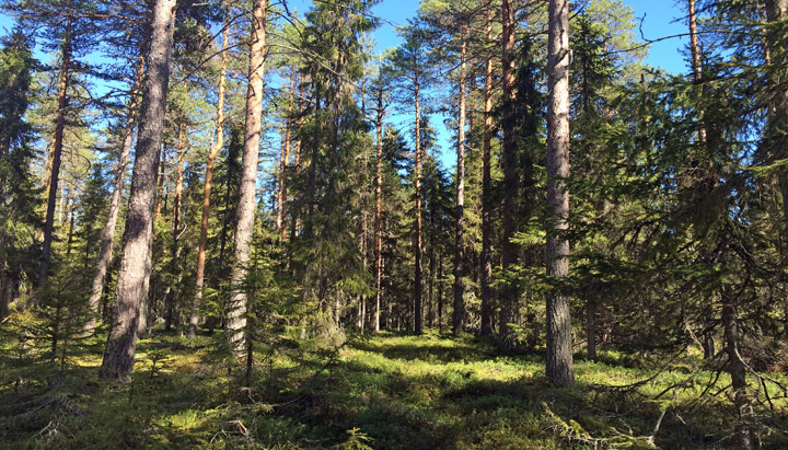 skog och fastighetsbyrån skog och fastighetsbyrån